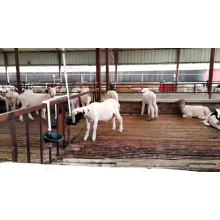 Manufacture good quality livestock sheep valve water  bowl